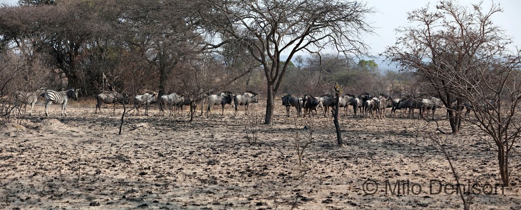 zebra and other animals in this panoramic image. 