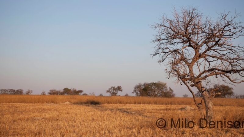 African landscape in Zimbabwe