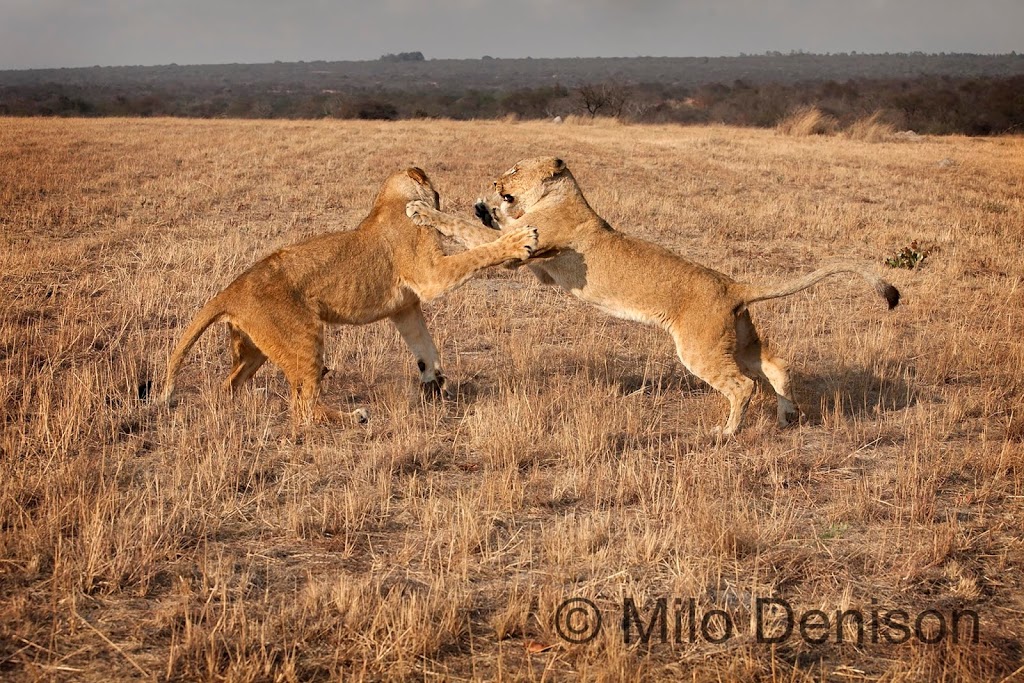 two lions play fight with one another
