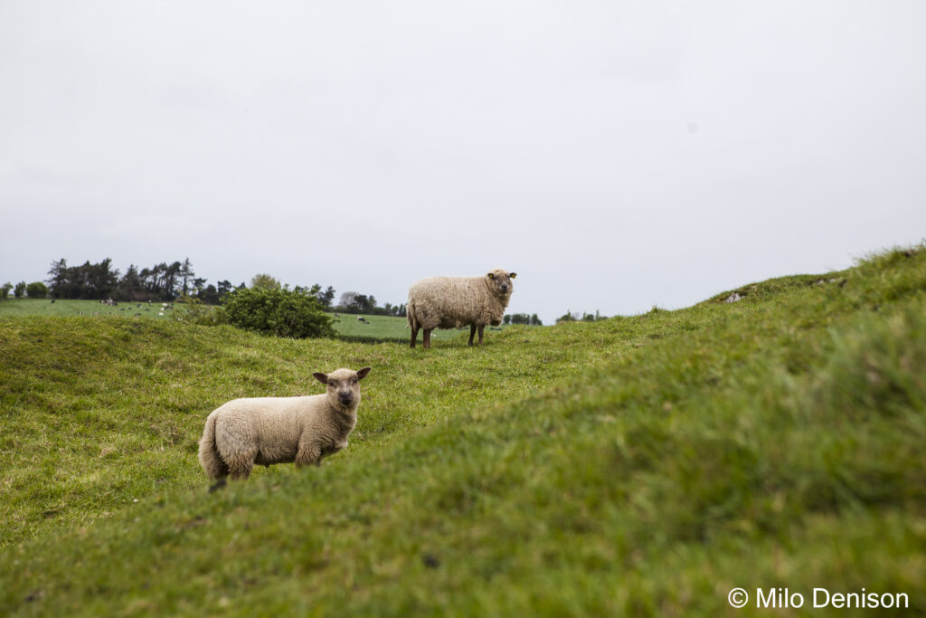 sheep looking at camera on the way to Killarney